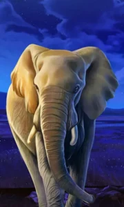 African Elephant